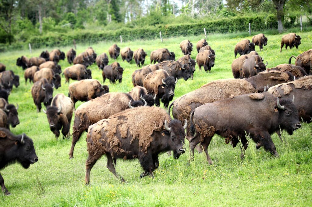 Les bisons sont des animaux à approcher
avec une extrême prudence / Photo par Les Bisons d'Auvergne 